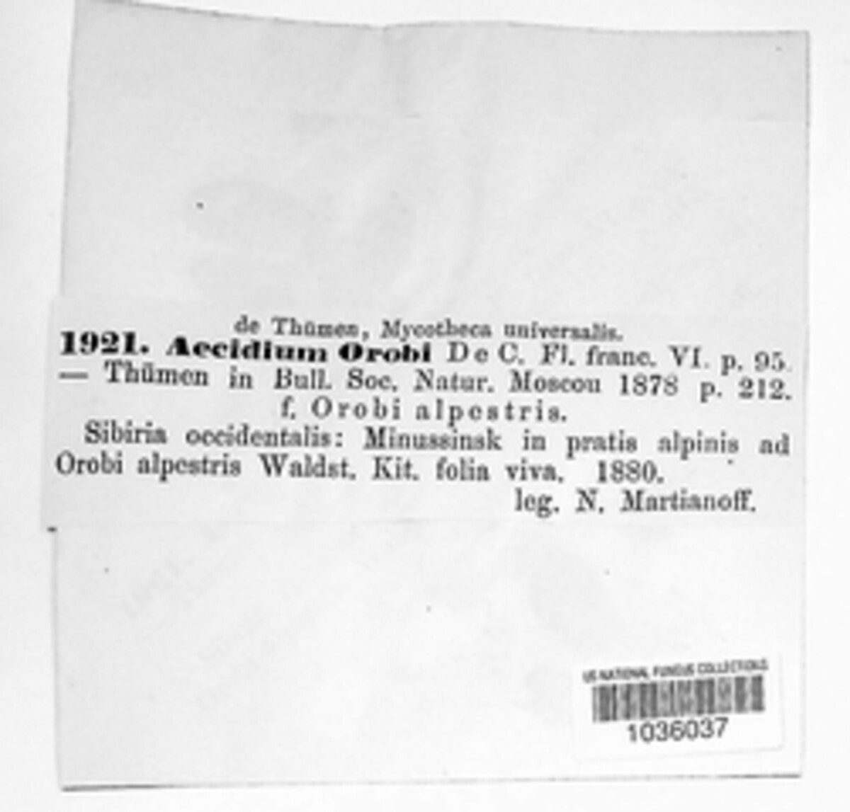 Aecidium orobi image